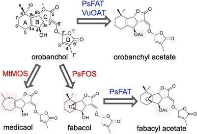 2-oxoglutarate-dependent dioxygenases and BAHD acyltransferases drive the structural diversification of orobanchol in Fabaceae plants